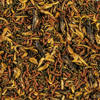 מזון סופט ליין קרניבור צף 250\1000 מ"ל